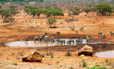 Tsavo safari from Mombasa port or airport