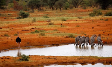 Tsavo safari lodge package