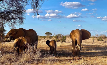 Big Five safari from Diani Beach
