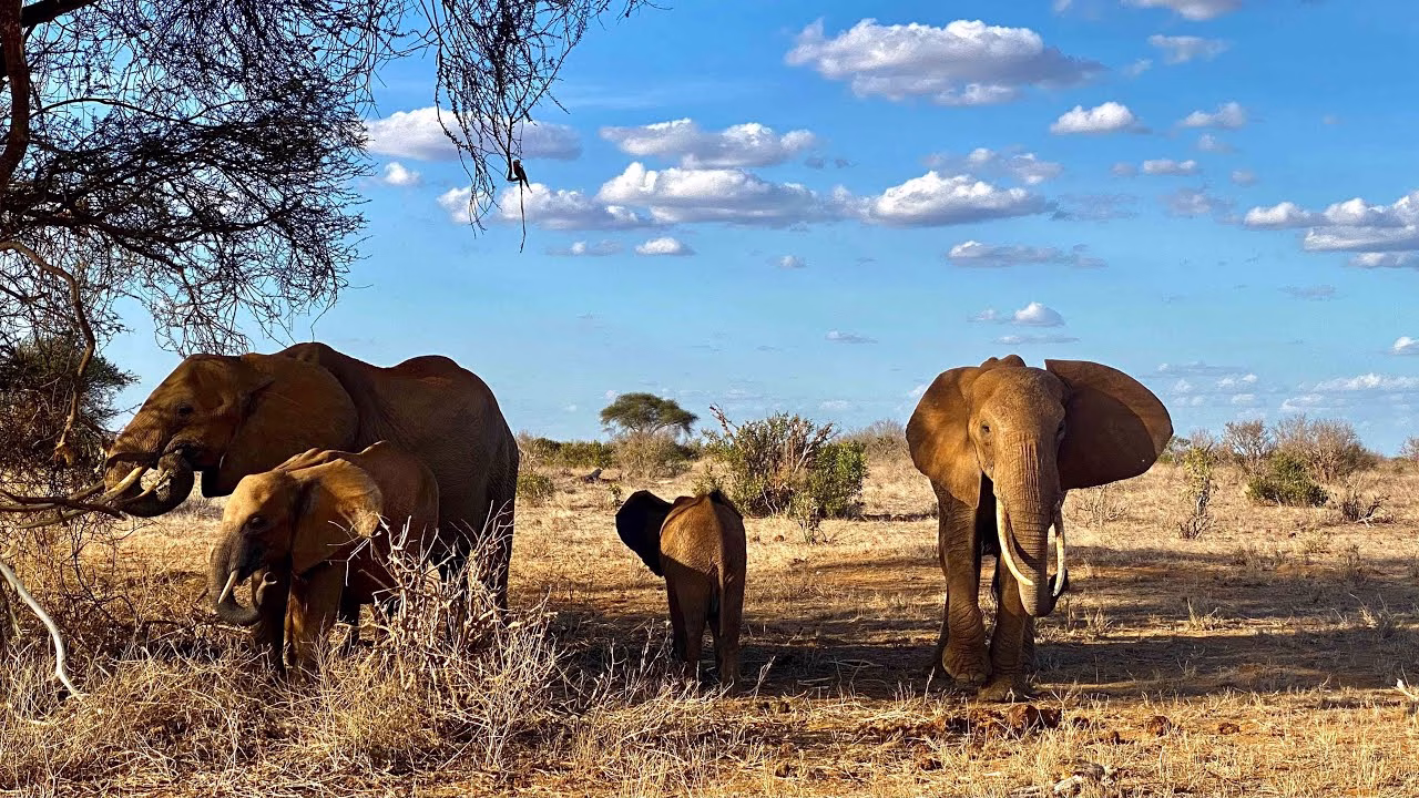 Big Five safari from Diani Beach