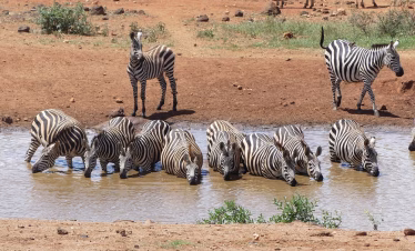 Kilaguni Serena Lodge safari