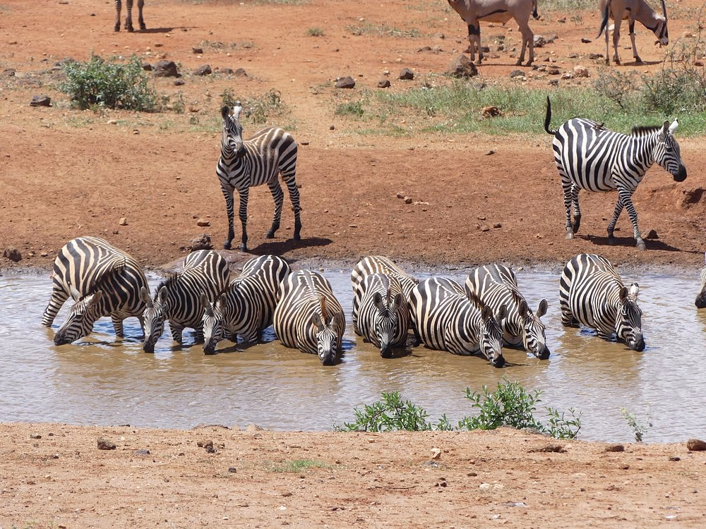 Kilaguni Serena Lodge safari