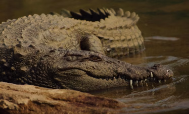 giraffe feeding experience Diani Beach